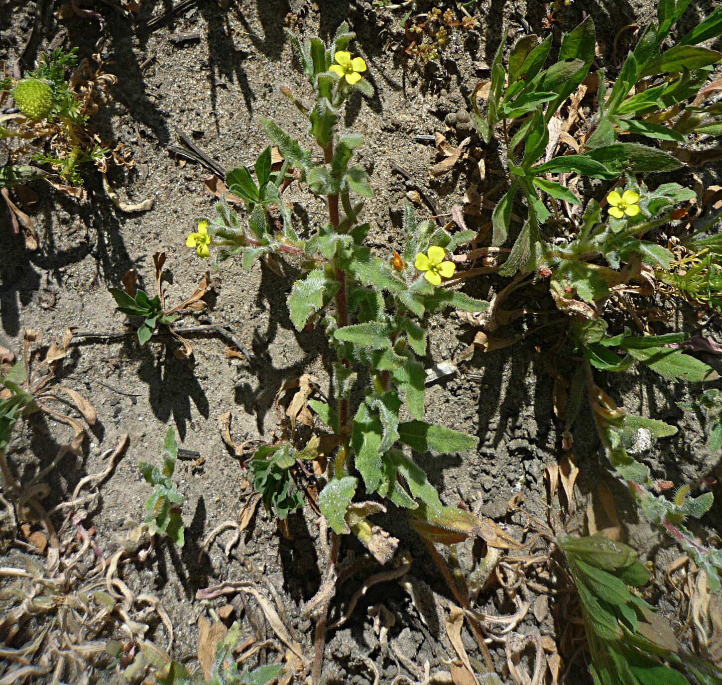 High Resolution Camissoniopsis micrantha Plant